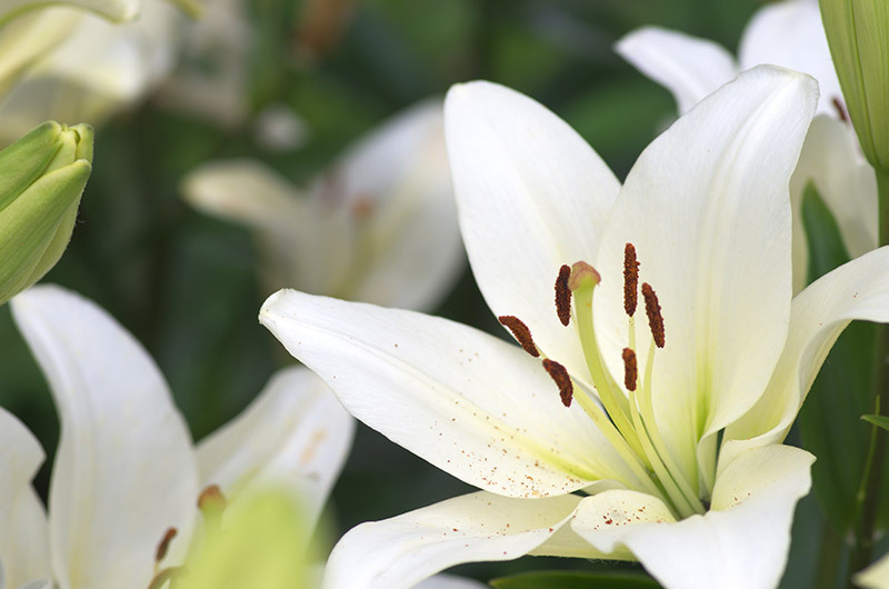 flowers  / shaped flowers flowers  / profuse flowers