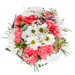 This radiant bouquet-crafted by Yeading's skilled local florists-is a joyful celebration of spring, each bloom arranged to capture the area's warmth and sense of renewal. At its heart, bright white daisies radiate from lime green centres, shining like morning light across the green paths of Yeading Fields. Coral-pink carnations, their plush, ruffled petals caught in a gentle whirl, surround the daisies with inviting colour and texture, mirroring the seasonal vibrancy seen at Yeading's local markets. Airy clusters of tiny white gypsophila dance around the arrangement, adding dreamlike softness and fullness, while blush-tinted alstroemeria buds and eucalyptus leaves provide subtle tonal layers and a hint of fresh fragrance. Deep green foliage frames the blooms, supporting a tidy, round composition that feels carefully curated yet cheerfully abundant. The bouquet's palette of soft spring hues is both uplifting and tranquil-ideal for sending thoughtful messages on birthdays, congratulations, or simply to bring a touch of Yeading's natural optimism indoors. This arrangement, pictured in clear and vivid detail against a pure white background, perfectly embodies the joyful artistry and heartfelt service that define Yeading's local flower delivery. Whether marking a milestone or turning an ordinary day into a mini celebration, it stands as a true testament to the area's neighbourly spirit and the gentle beauty of locally grown blossoms.