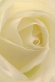 This evocative image transports you into the very heart of a creamy white rose, as if you were folded tenderly into its petals-a sensation familiar to those who stroll Yeading's quiet lanes on a peaceful morning. Every layer spirals inward with patient grace, their whisper-soft texture gleaming with a serene luminosity, as if just kissed by the first rays of dawn. Gentle shadows rest in the folds, adding subtle depth and a calming drama to the bloom's centre. The mood of the photograph conjures a sense of stillness and hope-a mood often sought in floral tributes sent to comfort, admire, or celebrate new beginnings here in Yeading. The artistry behind the arrangement is evident, each petal a testament to nature's perfection and the skillful hands of local florists. Imagining the faint, sweet fragrance filling a warm home, one understands why such a rose is chosen for its reverence and subtle beauty. Whether marking a milestone, extending sympathy, or simply gracing a loved one's table, this rose captures the timeless emotion and craftsmanship unique to Yeading's floral traditions.